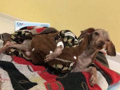 -瑞鹏宠物医院·爱宠堂·骨外专科(西荷分院)