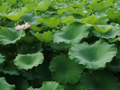 -高子水居