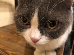 -猫友咖啡店(玉林西路店)