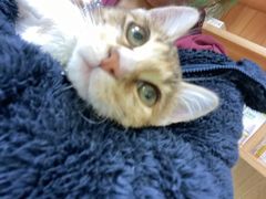 -瑞鹏宠物医院·骨科·猫科·内科(第一中心)
