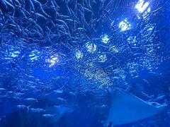-海合安成都极地海洋公园