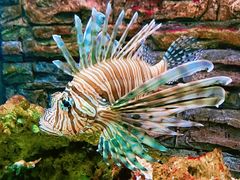 -北戴河圣蓝海洋公园