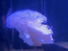 -欢乐海岸海洋奇梦馆