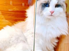 -猫十亿·布偶金渐层·曼基康矮脚猫舍(青年路店)