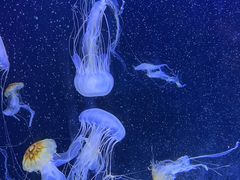 -珠海长隆海洋王国