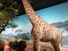 -陕西自然博物馆