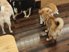 -豆柴町-柴犬主题狗咖(红鼎国际C座店)
