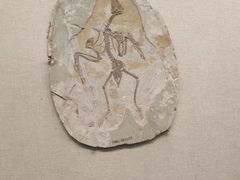 -辽宁古生物博物馆