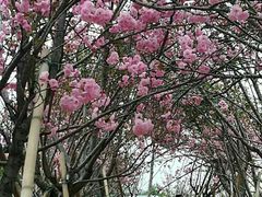 -天适樱花悠乐园