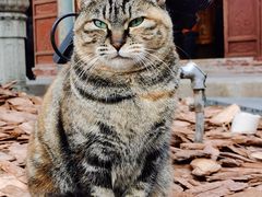 -龙华素斋(龙华路店)