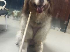 -联合动物医院(光谷诊疗中心)