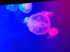 -成都浩海立方海洋公园