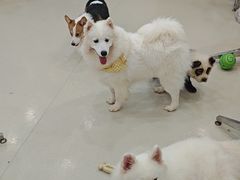 -共舞时光猫咖·狗咖(新街口店)