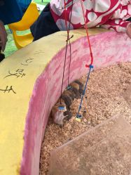 -萌宠亲子动物乐园(槐房万达店)