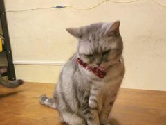 -猫色咖啡·猫咖