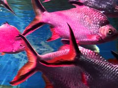 -上海海洋水族馆