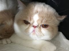 -康旭宠物医院(郑州总院)