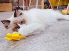 -70cat德文卷毛猫·缅因猫纯种猫舍
