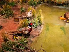 -陕西自然博物馆