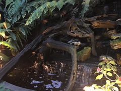 -Fern Forest Cafe