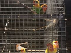 -向阳庄烧烤店(望京西园店)