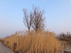 -马家湾湿地公园