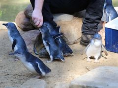 -费瑟代尔野生动物园