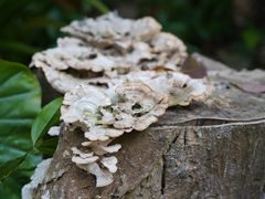 -福建鲤鱼洲酒店