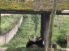 -中国大熊猫保护研究中心雅安碧峰峡基地