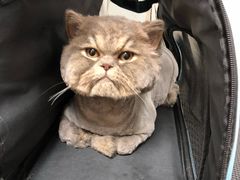 -小尾巴宠物店(万科·金域华庭店)