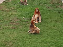 -西霞口神雕山野生动物世界