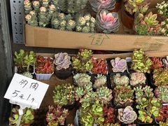 -循礼门鲜花花市(武汉循礼门店)