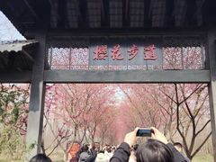 -合肥滨湖国家森林公园
