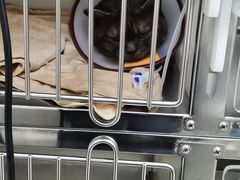 -美联众合动物医院(·中兽医·疑难杂症·严家桥分院)