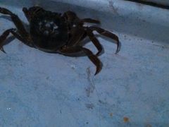 -何鲜菇火锅(大营盘店)