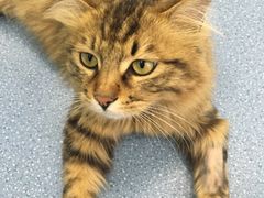 -佳怡动物医院·平价24小时·猫专科骨外科