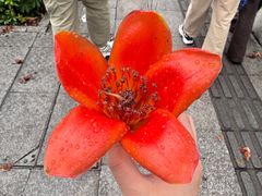 -濠轩阁特色生蚝火锅总店