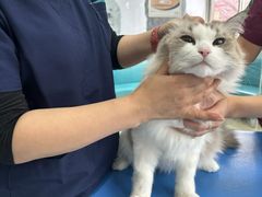 -瑞派申生动物医院·24H夜诊·国际动物医疗中心·骨外科(吴中路店)