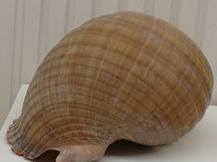-青岛贝壳博物馆