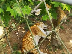 -西霞口神雕山野生动物世界