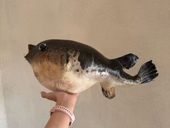 -天正河鲀·河豚亭(大连店)