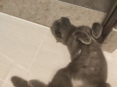 -东莞宠友24H宠物中心医院·转诊夜诊·异宠(新河北路院)