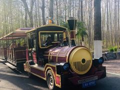 -合肥滨湖国家森林公园