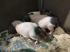 -昆明大悦城未来动物城(螺蛳湾中心店)