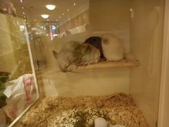 -龙猫仔乐园(惠福东路店)