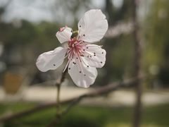-济南南郊宾馆