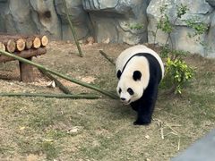 -泉州海丝野生动物世界