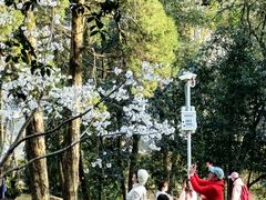 -武汉大学-樱园