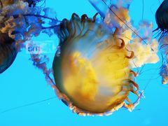 -太平洋海底世界