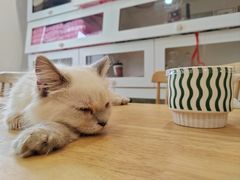 -楼上猫咖(罗湖店)